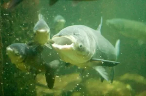 Read more about the article What Eats Asian Carp? All There Is to Know About Native Predators!