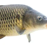Why Are Common Carp Invasive Species? Are All Carp Invasive?