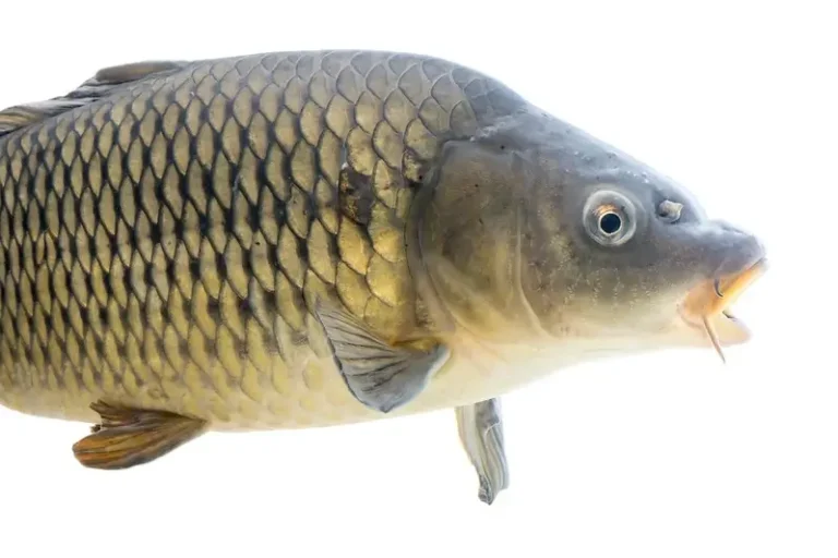 Read more about the article Why Are Common Carp Invasive Species? Are All Carp Invasive?