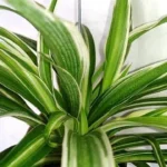 Can I Put a Spider Plant in My Betta Tank? Can Spider Plants Live In Water?