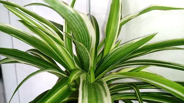 Read more about the article Can I Put a Spider Plant in My Betta Tank? Can Spider Plants Live In Water?