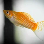 Can Mollies Eat Goldfish Food? 5 Best Food for Mollies!