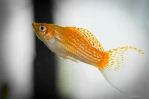 Read more about the article Can Mollies Eat Goldfish Food? 5 Best Food for Mollies!