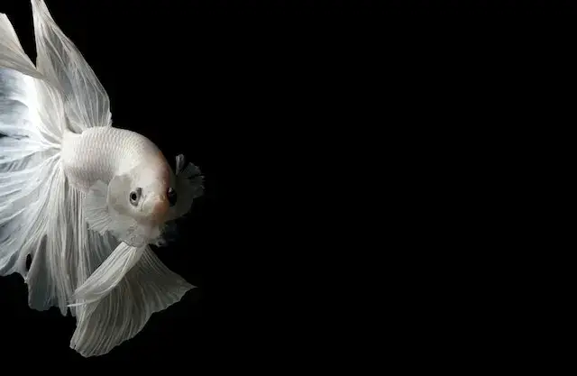 Close Up Photo of Whhite Siamese Fighting Fish
