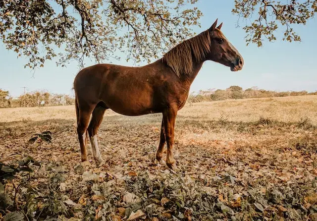 Brown Horse Standing on Brown Dried Leaves
